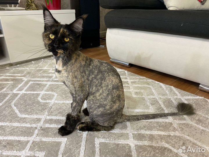 Стрижка собак и кошек