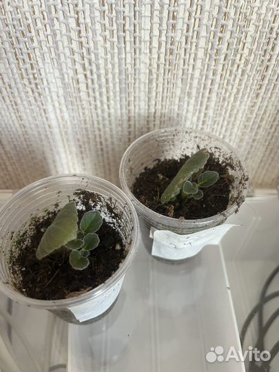 Глоксинии махровые и простые