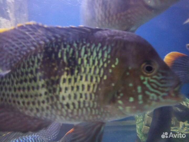 Аквариумные рыбки