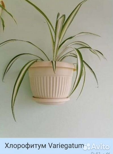 Лучшее растение для дома (5 видов )