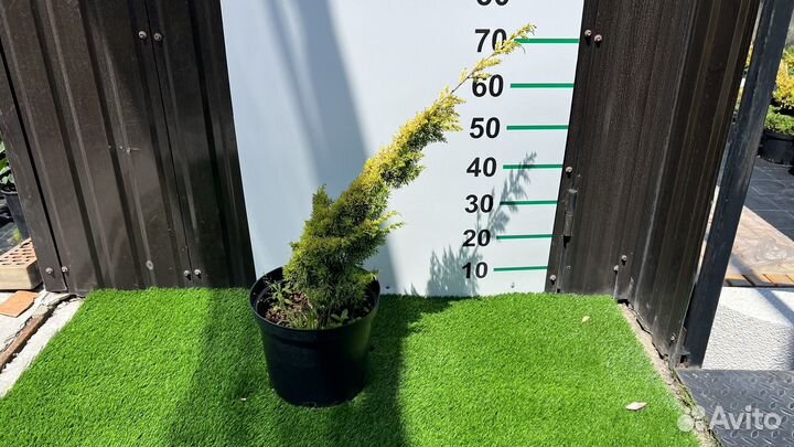 Можжевельник Плюмоза Ауреа