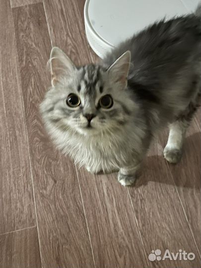 Кошка в дар бесплатно