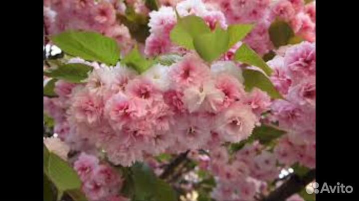 Миндаль.Сакура.Гибискус.Сирень.Желт.Роз.Япон.Спрей