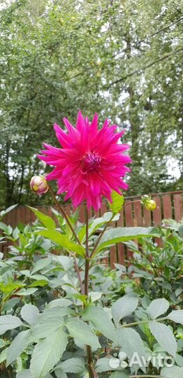 Георгины клубни