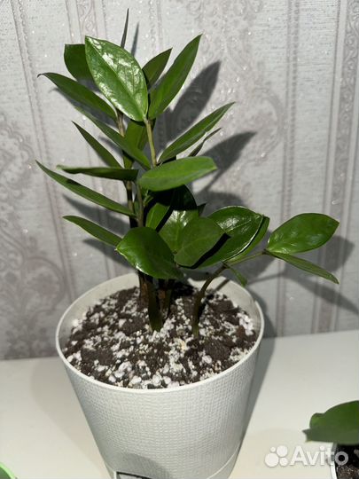 Замиокулькас