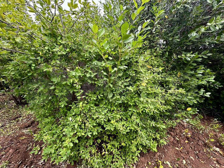 Дача 20 м² на участке 8 сот.