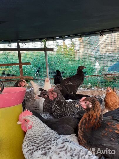 Куры несушки