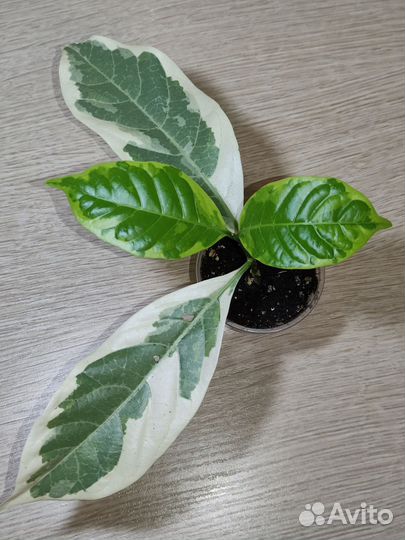 Табернемонтана BangsaphanDream-вариегатный