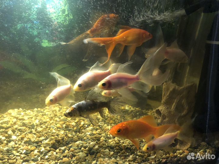 Аквариумные рыбки