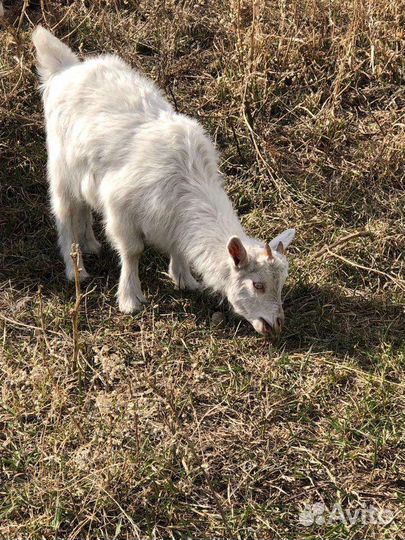 Козы и козлята