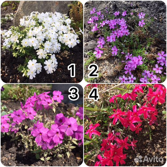 Почвопокровники много