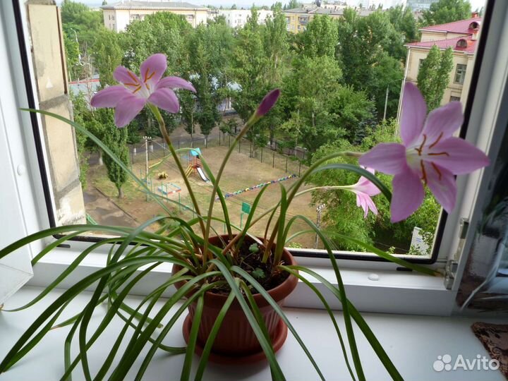 Зефирантес розовый