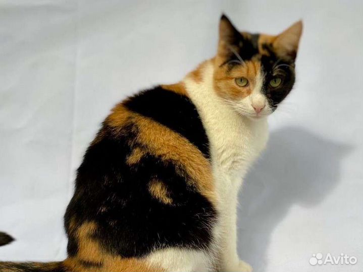 Трехцветная кошечка Агата в любящий дом