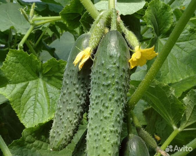 Семена Огурца 