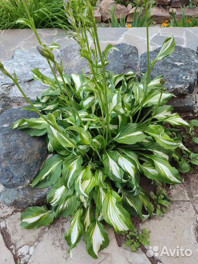 Хоста растение