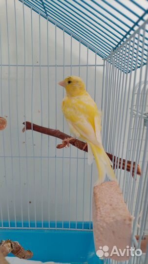 Кенара и канарейки