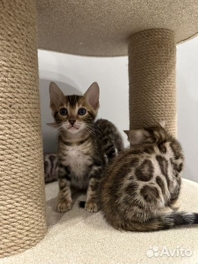 Бенгалькие котята