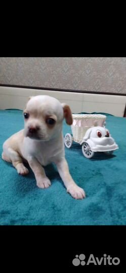 Чихуахуа, тойтерьеры, карликовые пинчеры Доставка