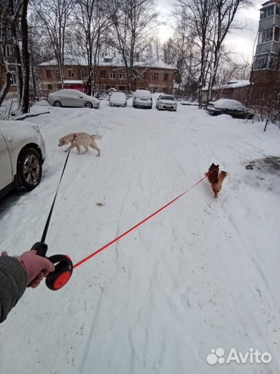Выгул собак и передержка животных
