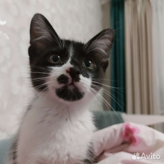 Котэ в добрые руки