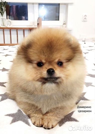 Померанский шпиц