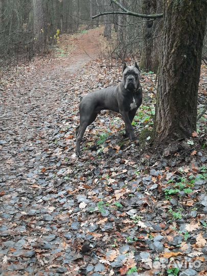 Ищем девочку Кане Корсо для случки