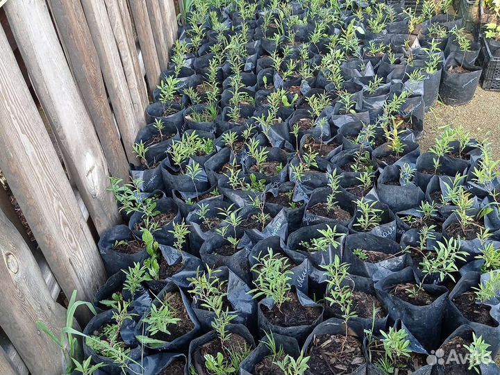 Саженцы миндаля декоративного Анюта