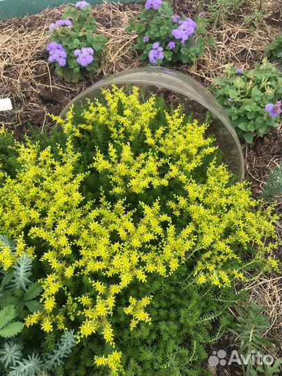 Многолетние садовые растения