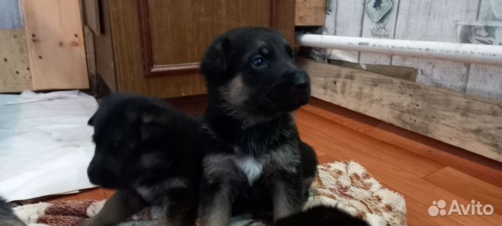 Продаю щенков немецкой овчарки