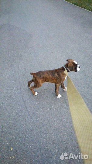 Боксер вязка