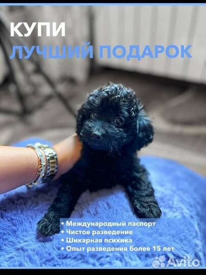 Щенки той пудель mini