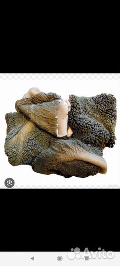 Рубец для собак