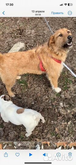 Отдам собаку девочку- 1 год