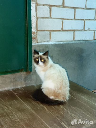 Невская маскарадная