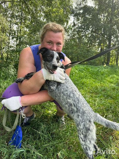 Собака в добрые руки