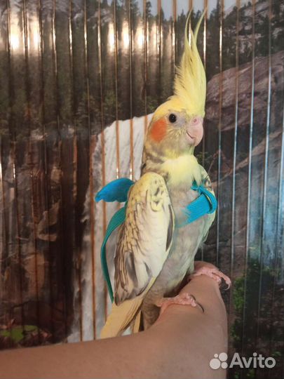 Супер ручные птенцы Корелла, говорящий, волнистый