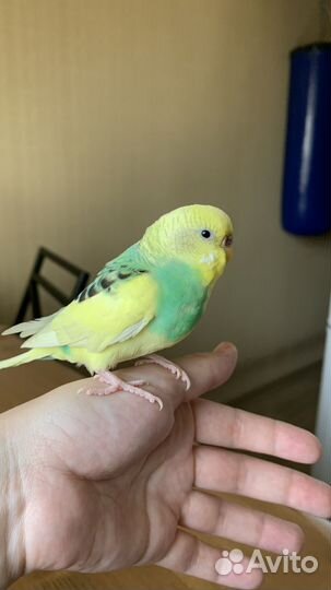 Ручной волнистый попугай 6мес.с клеткой