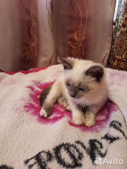 Кошка в дар