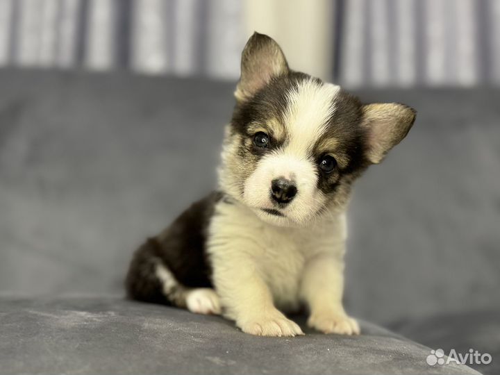 Вельш-корги пемброк девочка