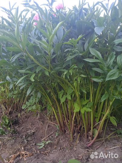 Продаю кусты пионов