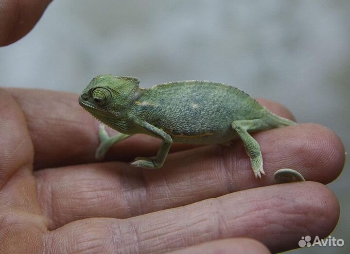 Малыши хамелеоны