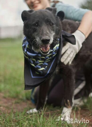 Несчастная собака в ожидании чуда