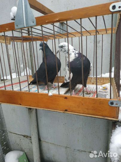 Голуби белоголовые пермские