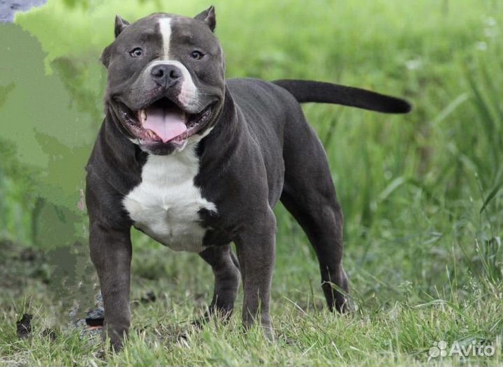 Американский булли