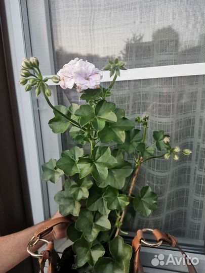 Пеларгония кусты и черенки