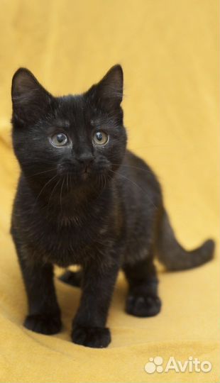 Ефим ищет дом