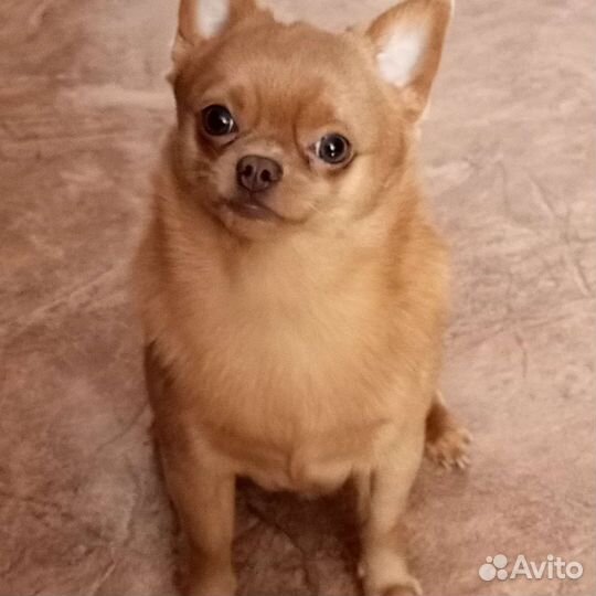 Вязка кобель чихуахуа