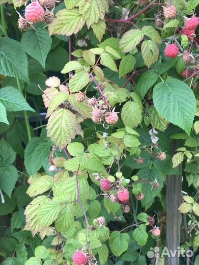 Рассада малины