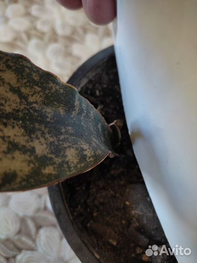 Сансевиерия сортовые