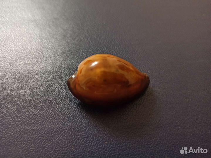 Морская раковина